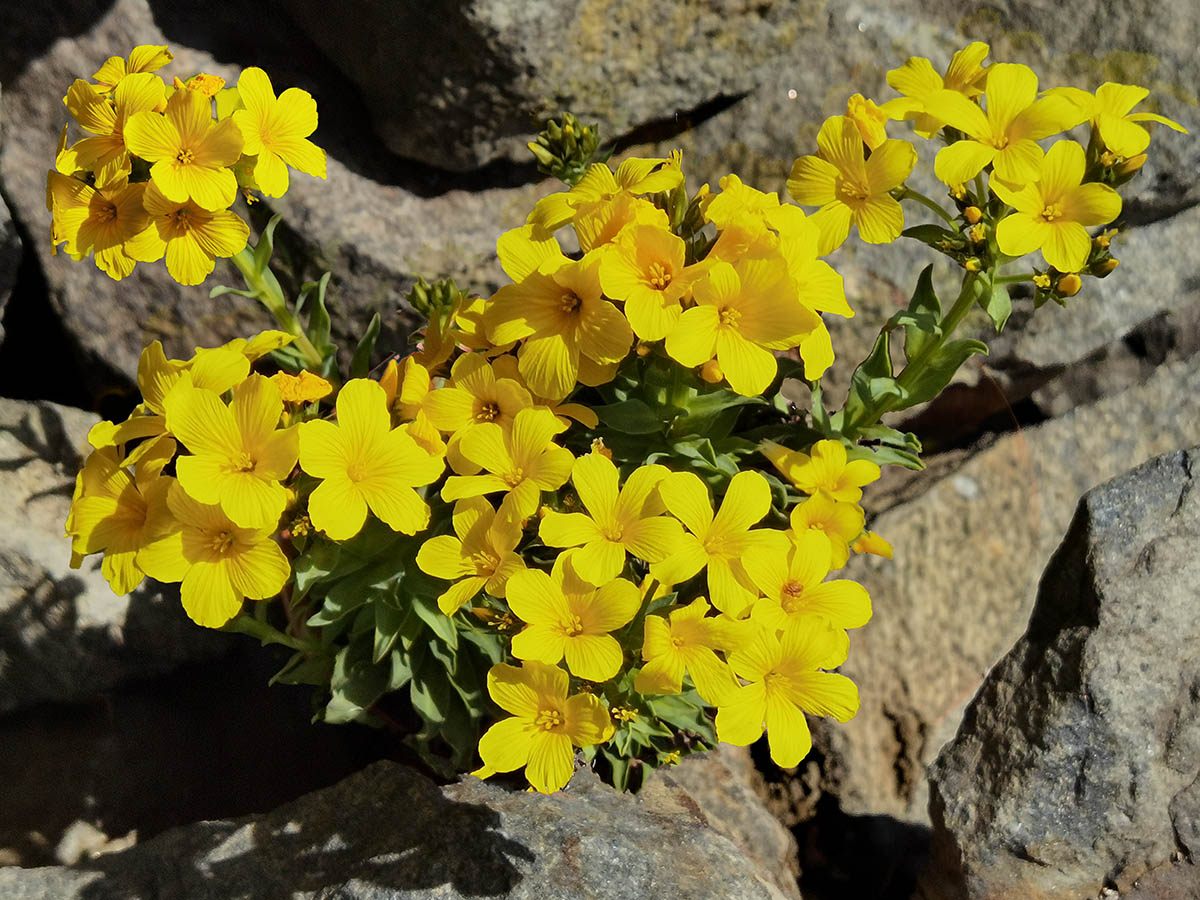 Linum capitatum photo